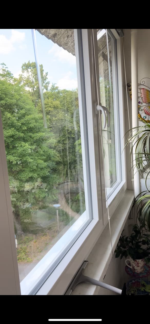 Fenster mit Blick ins Grüne und Pflanze auf der Fensterbank